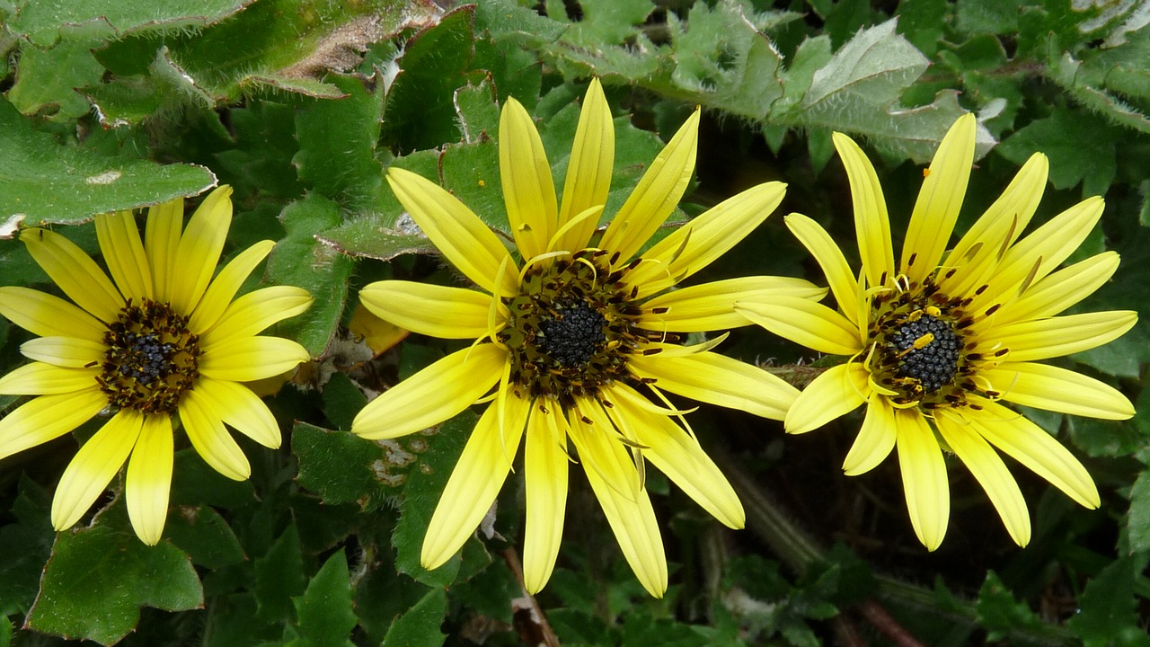 Image - yellow cape weed