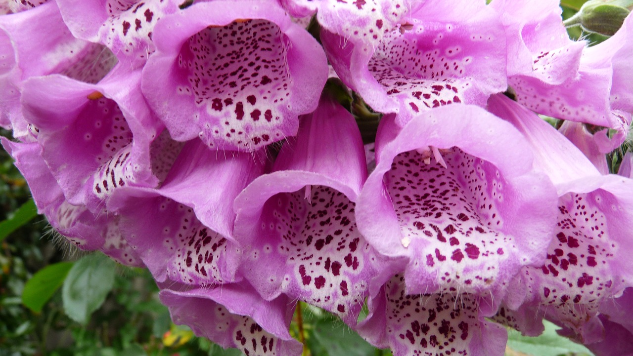 Image - pink fox glove