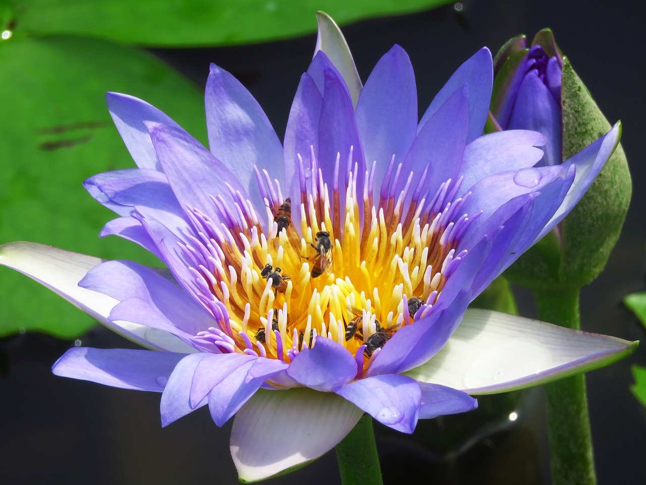 Image - lilly flower honeybee nature