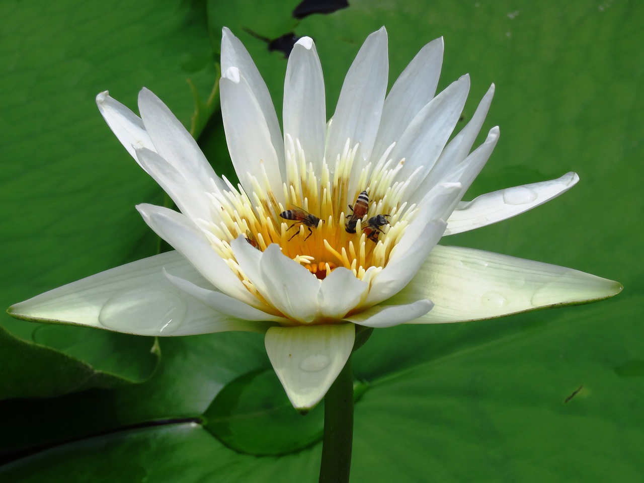 Image - lilly flower honeybee nature