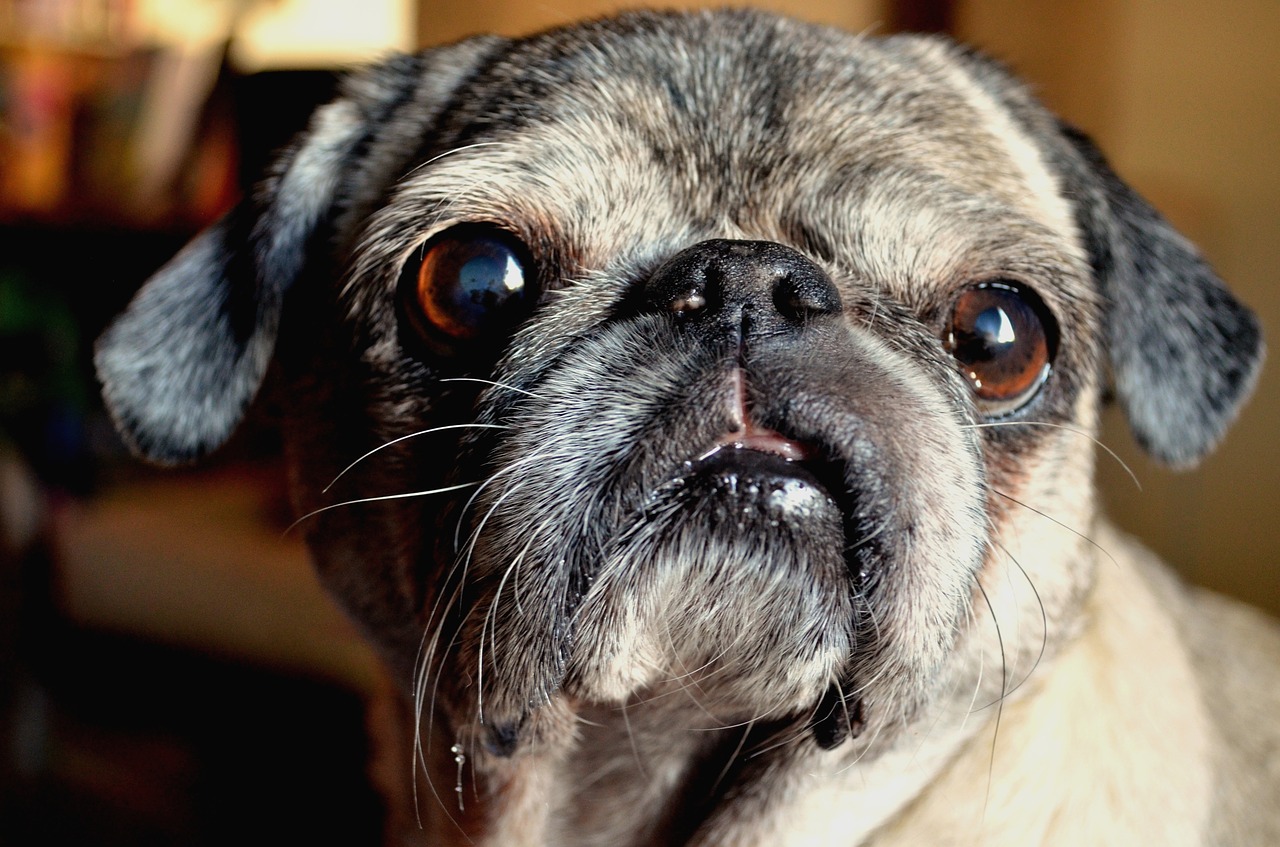 Image - dog pug animal pet cute adorable