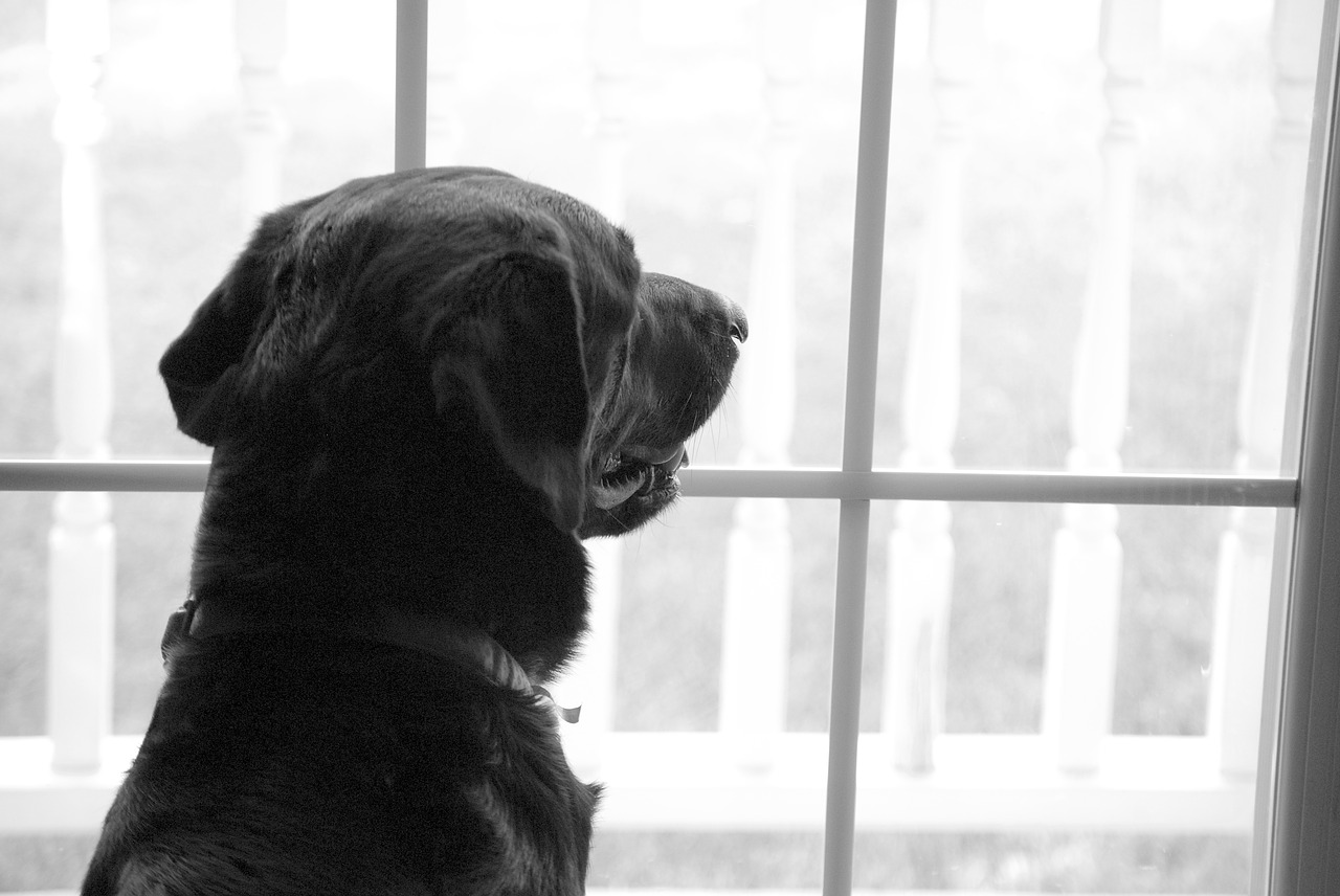 Image - labrador retriever window missing
