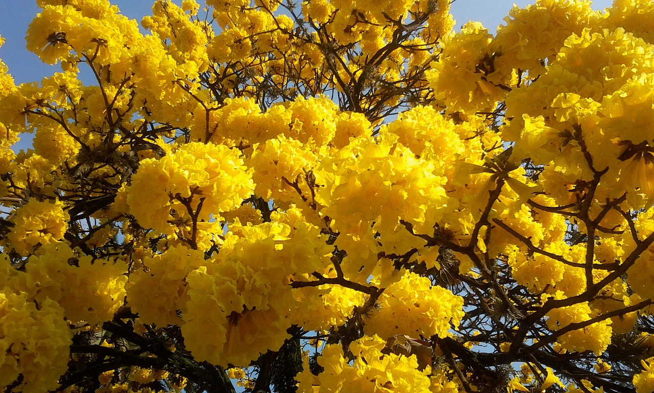 Image - tree lapacho yellow yellow flowers