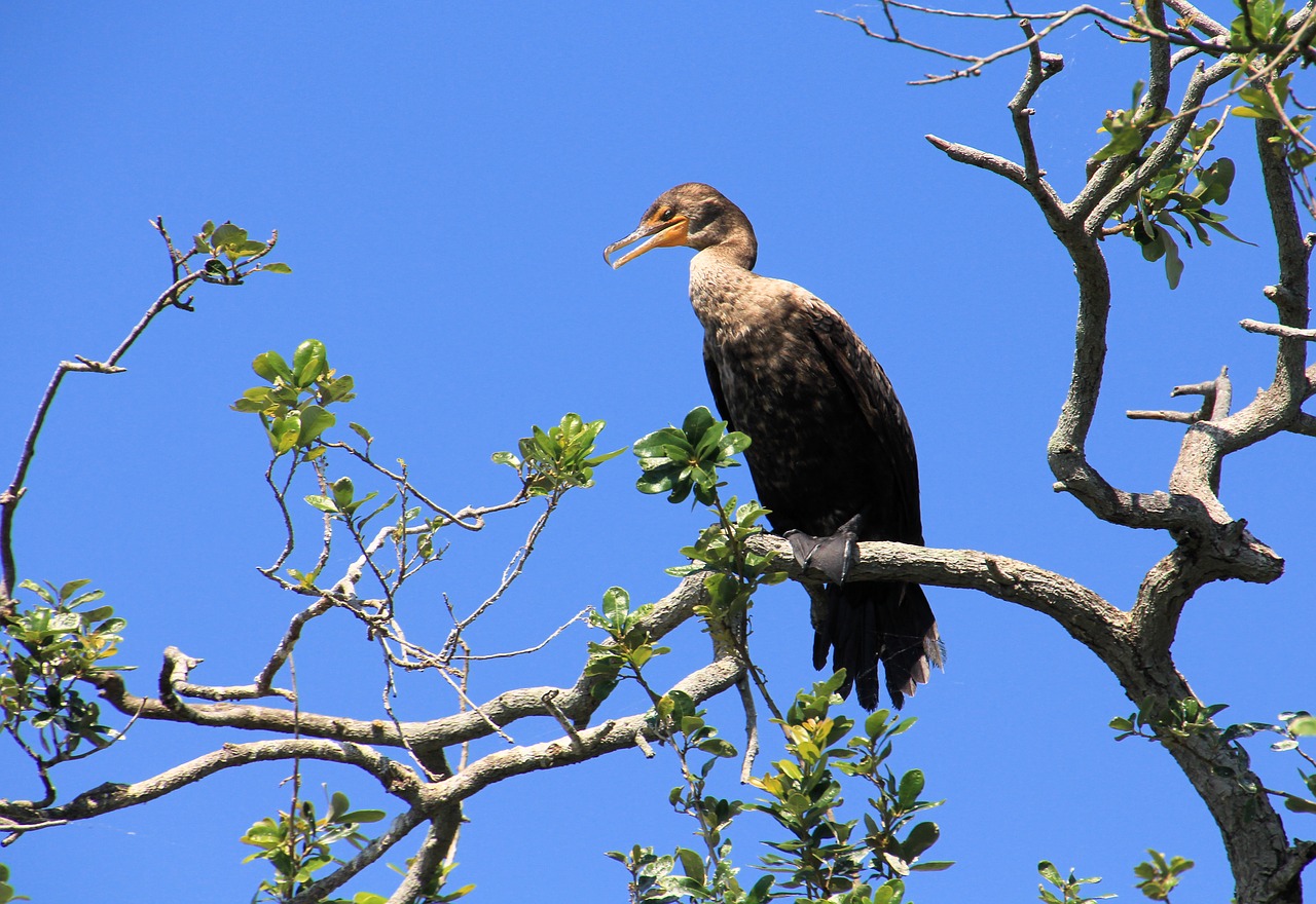 Image - cormorant female nature wildlife