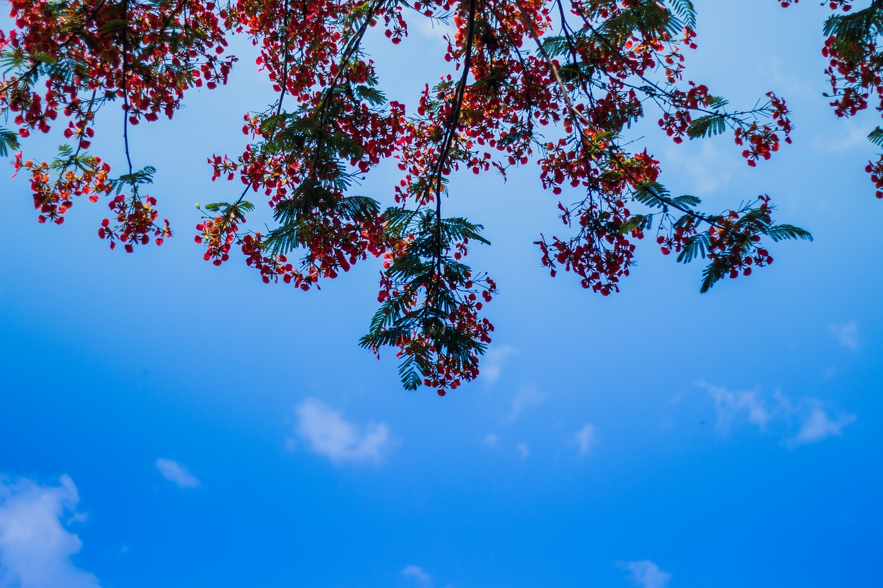 Image - tree red flowers branch new park