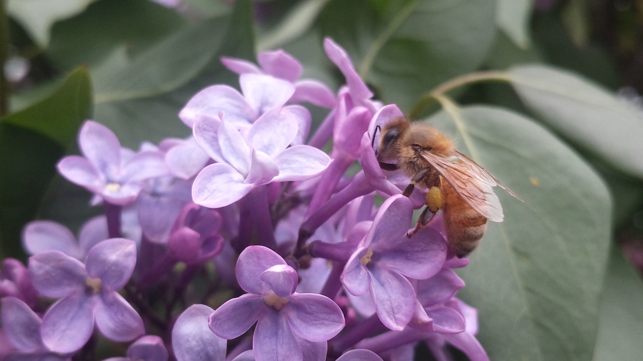 Image - bee lilac pollen