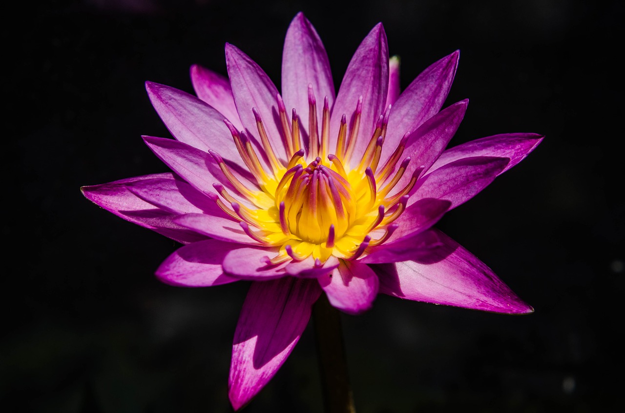 Image - water lily pretty purple water lily