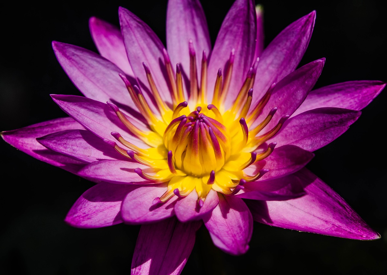 Image - water lily pretty purple water lily