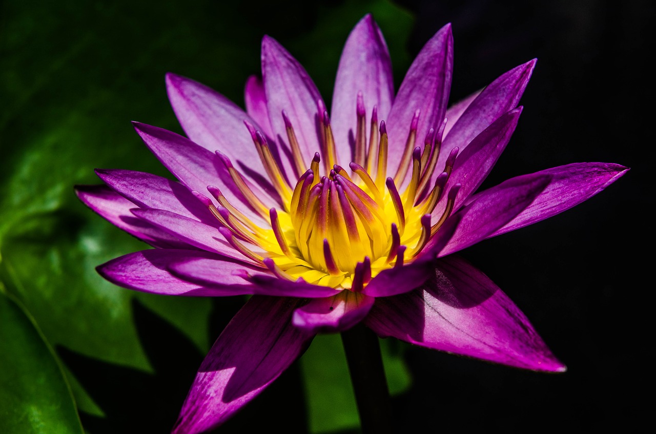 Image - water lily pretty purple water lily