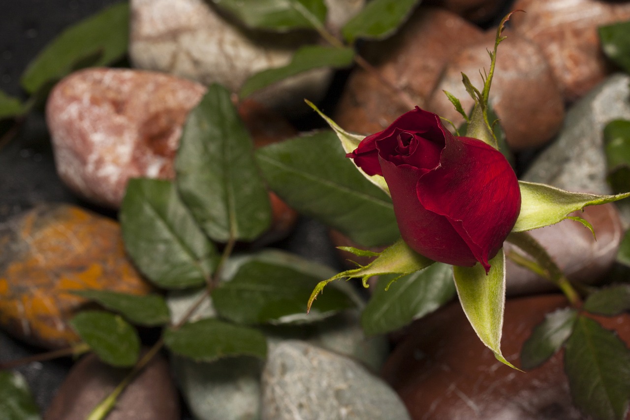 Image - rose red flower macro nature