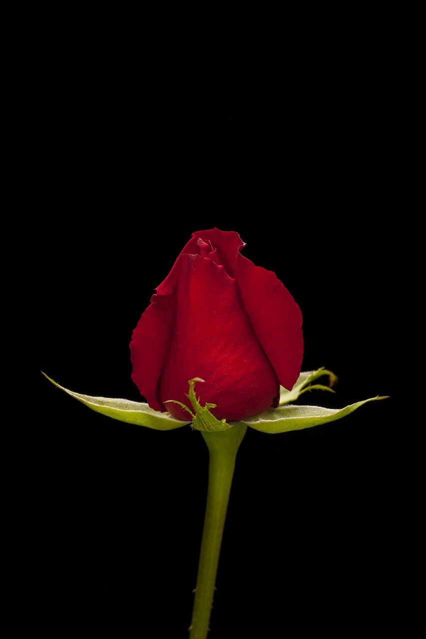Image - rose red flower macro nature