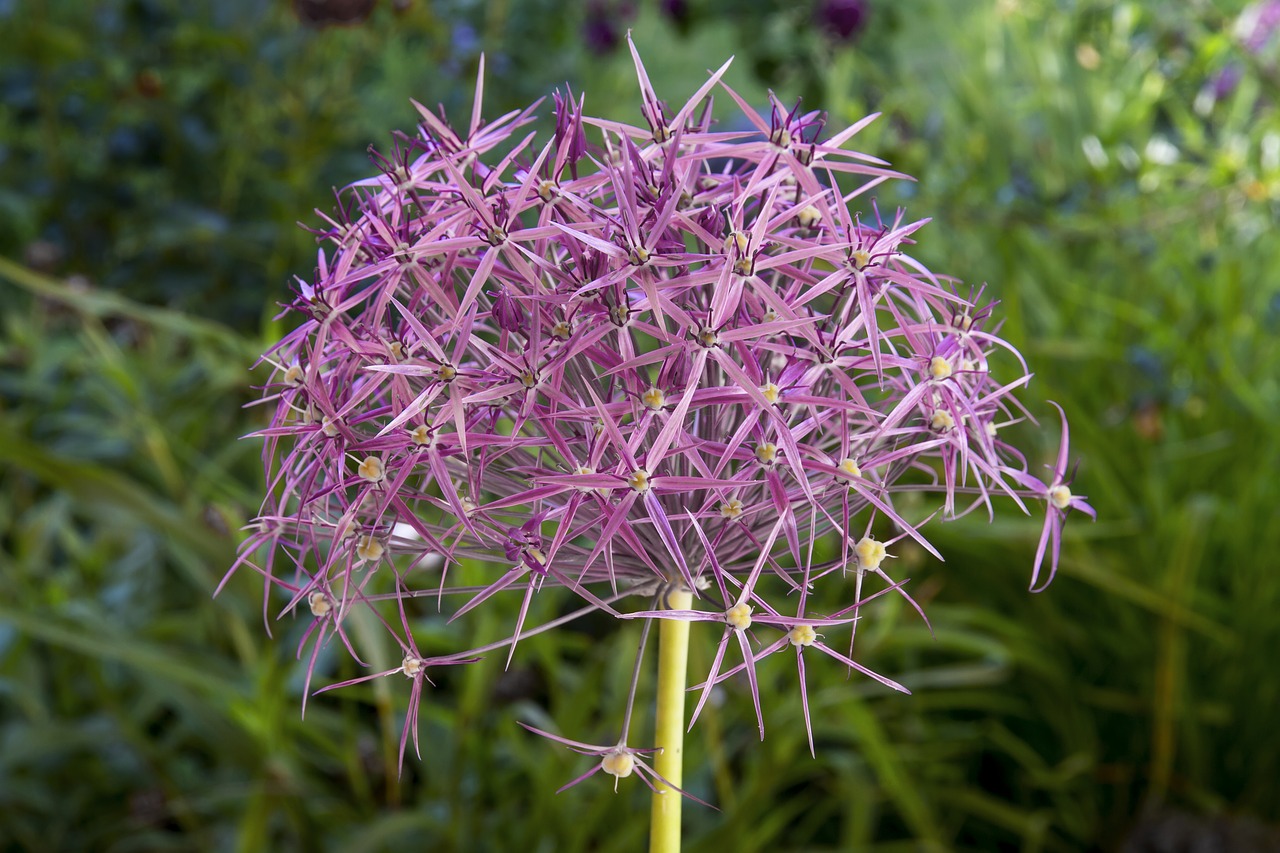 Image - starlight lauch allium cristophii