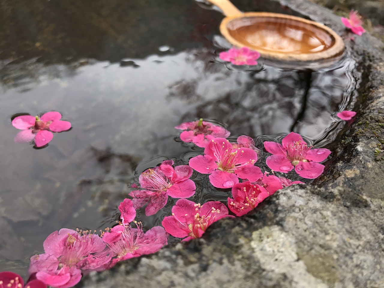 Image - petal water pool flower korea