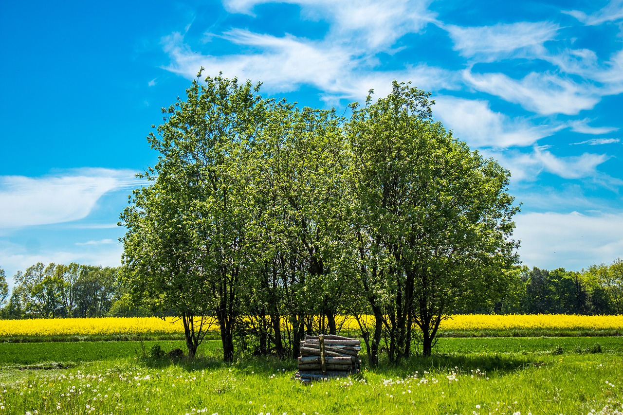 Image - field tree village collections