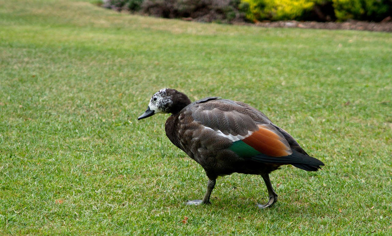 Image - duck bird grass nature beak