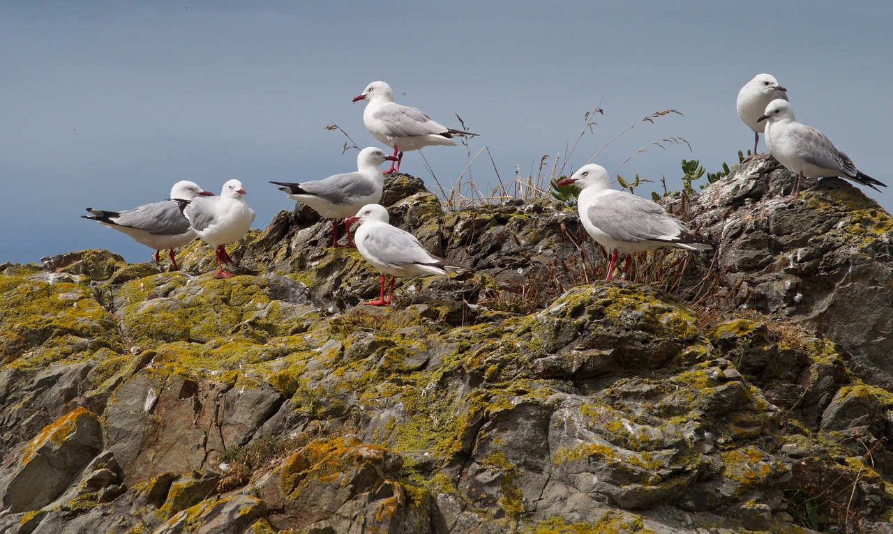 Image - sea gulls gulls rocks moss sea