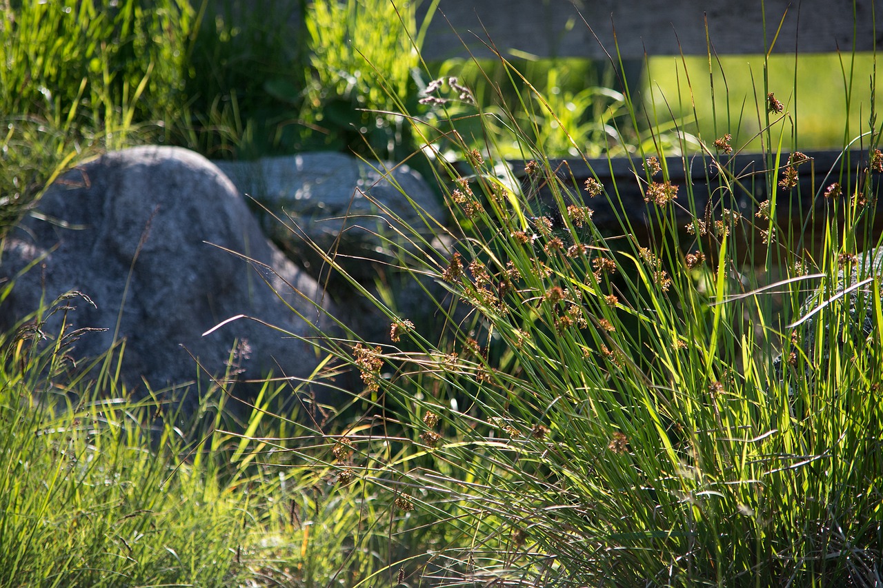 Image - nature grasses meadow stone