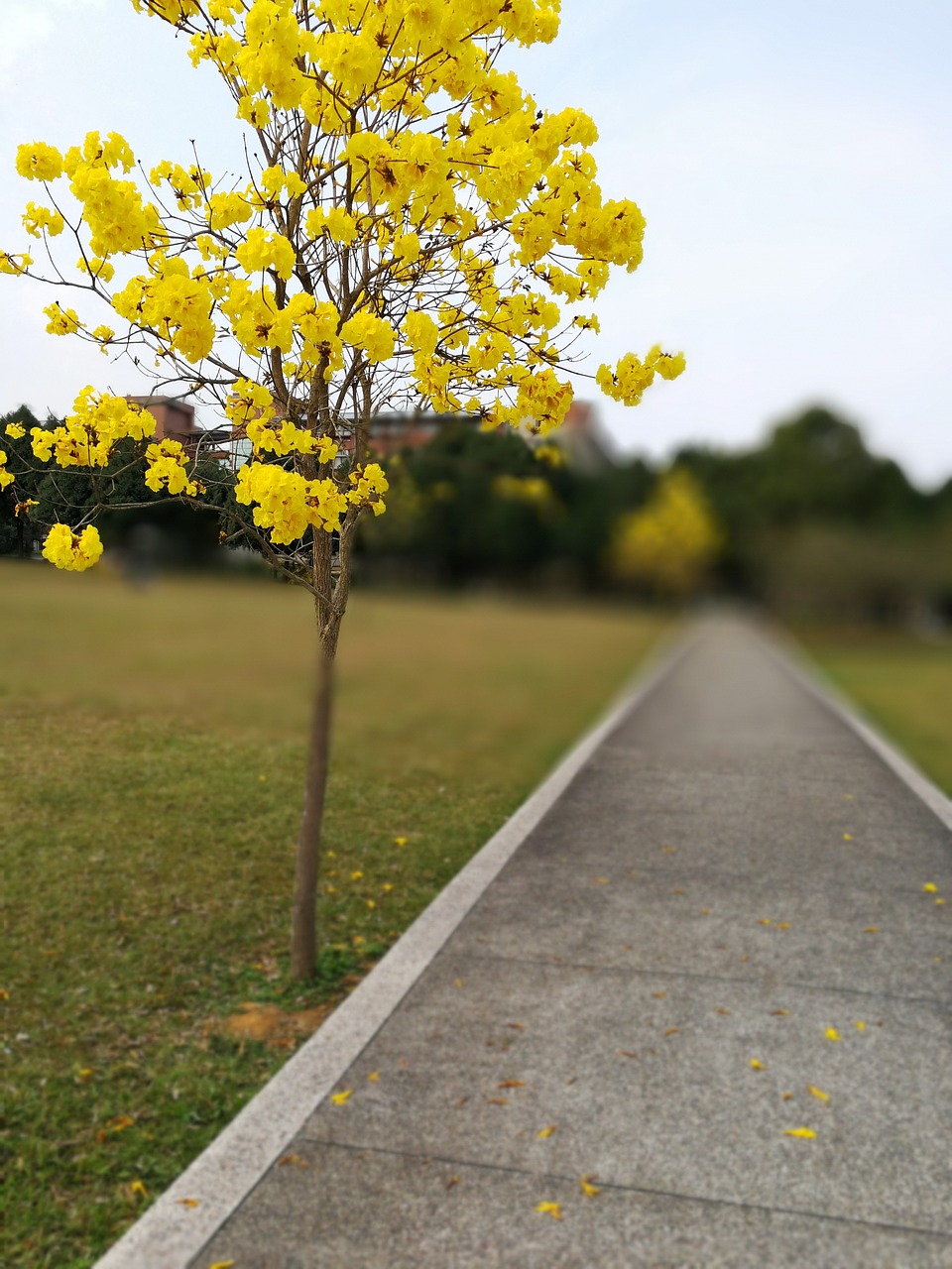 Image - wong feng 鈴 wood jinan university