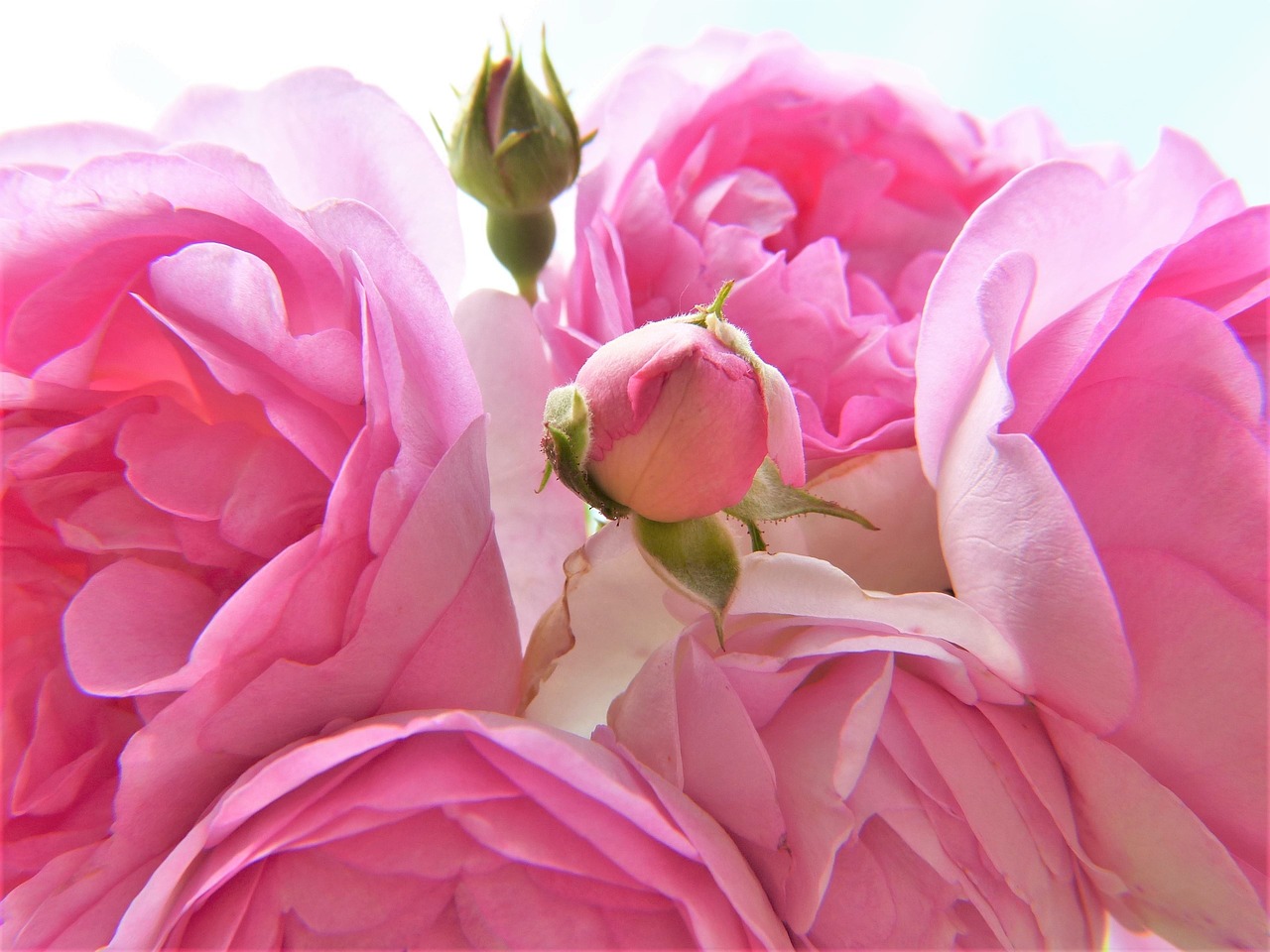 Image - rose pink light pink blossom bloom