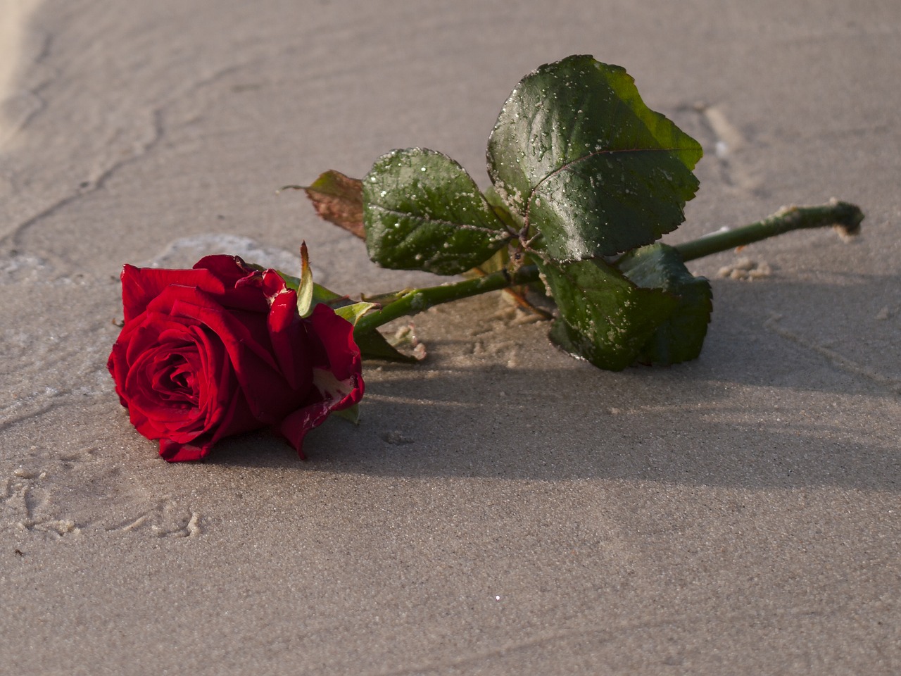 Image - rose sand flower