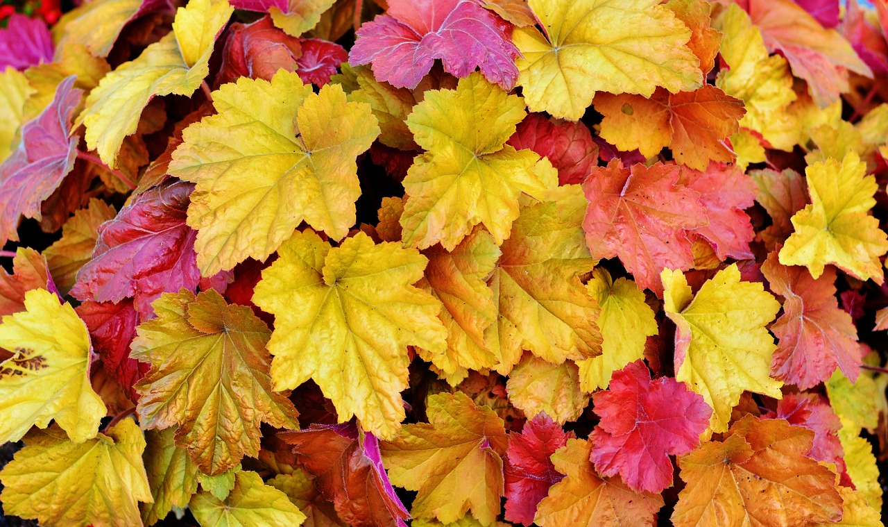 Image - leaves colorful leaves autumn