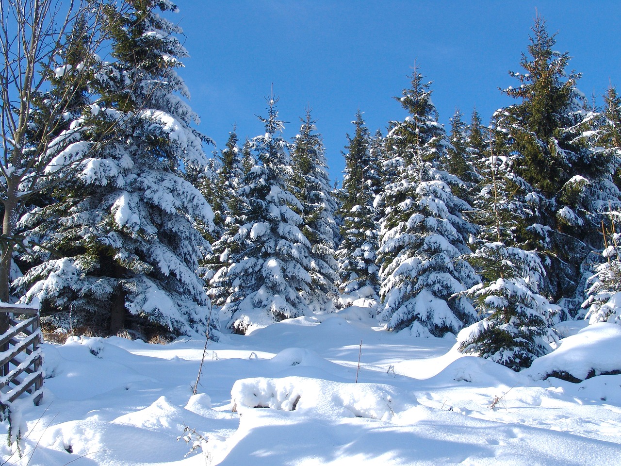 Image - gosslar winter forest nature tree