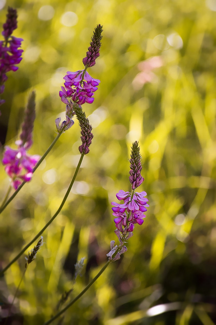 Image - flowers pink nature wild flowers