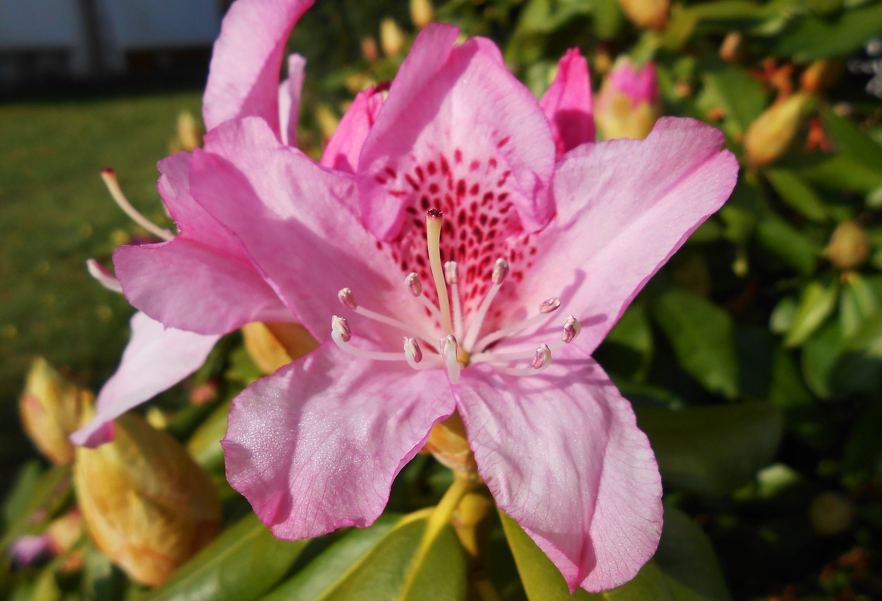 Image - rhododendron blossom bloom open