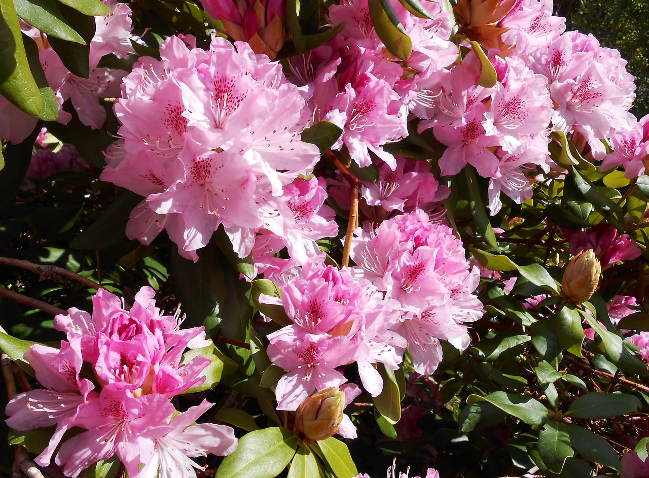 Image - rhododendron blossom bloom open