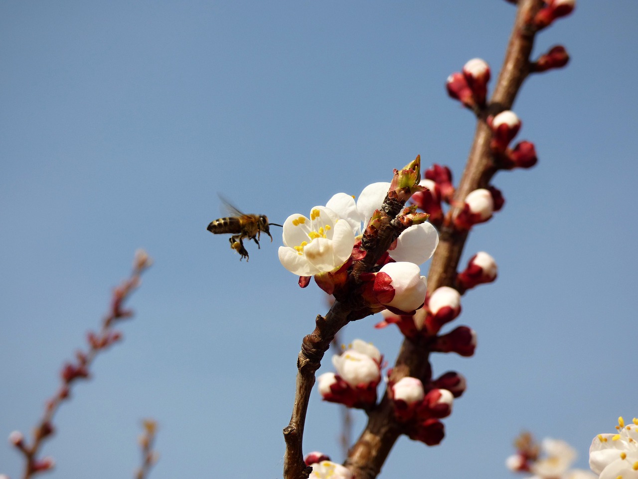 Image - bee flower apricot