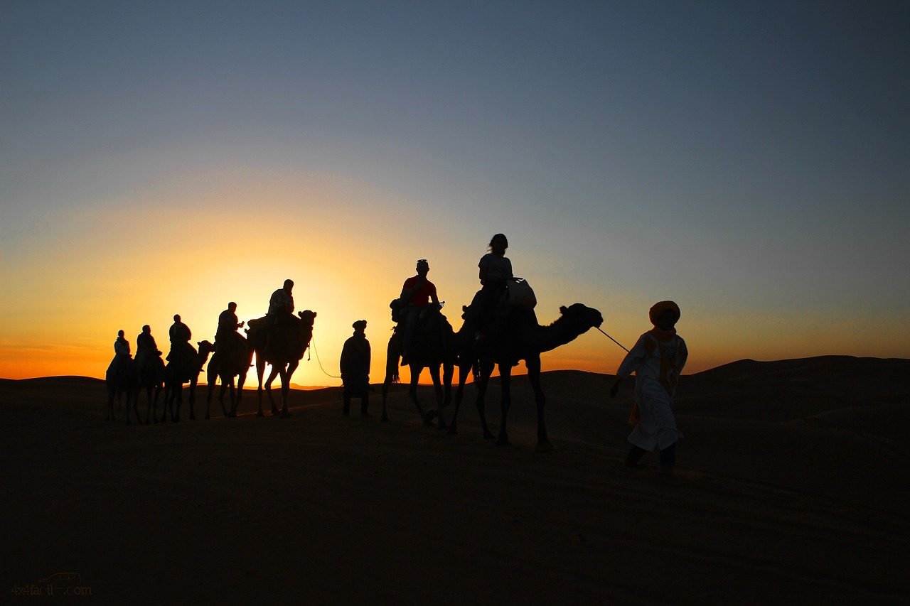 Image - dromedaries sunset desert