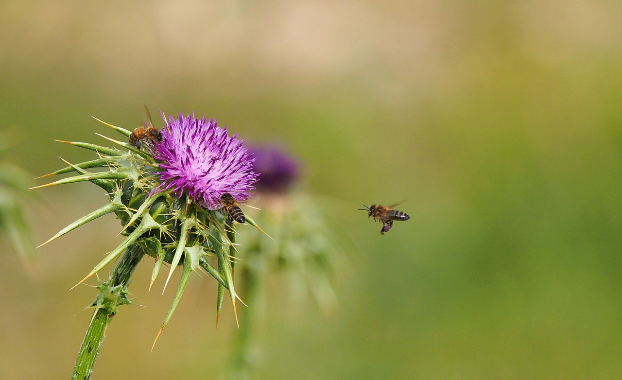 Image - nature insect bees coal forage