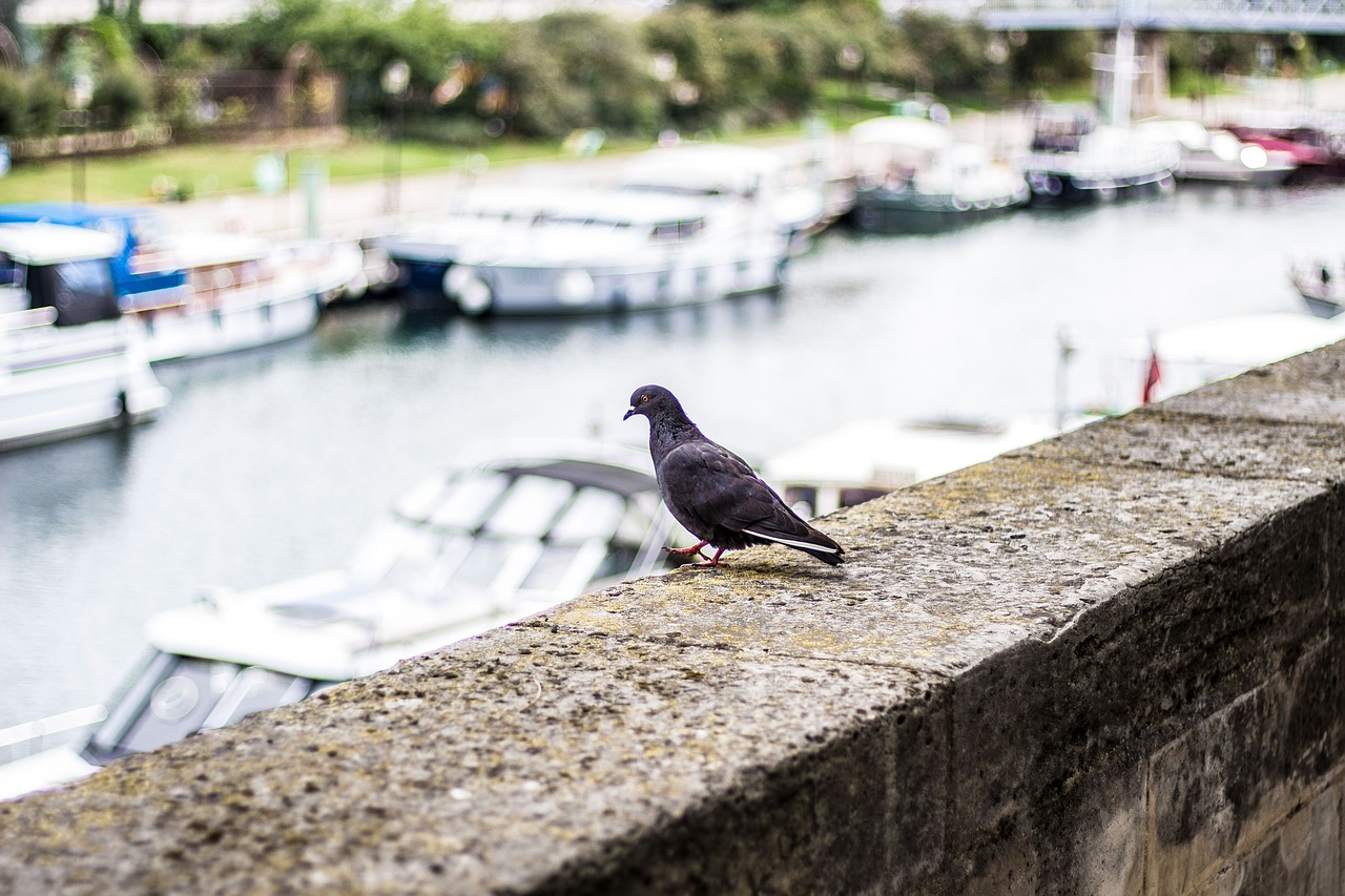 Image - pigeon paris seine