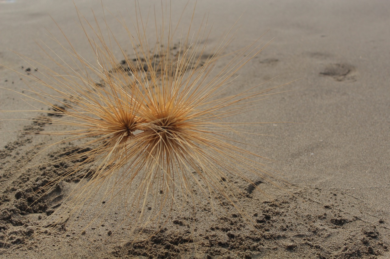 Image - sand beach dry plant