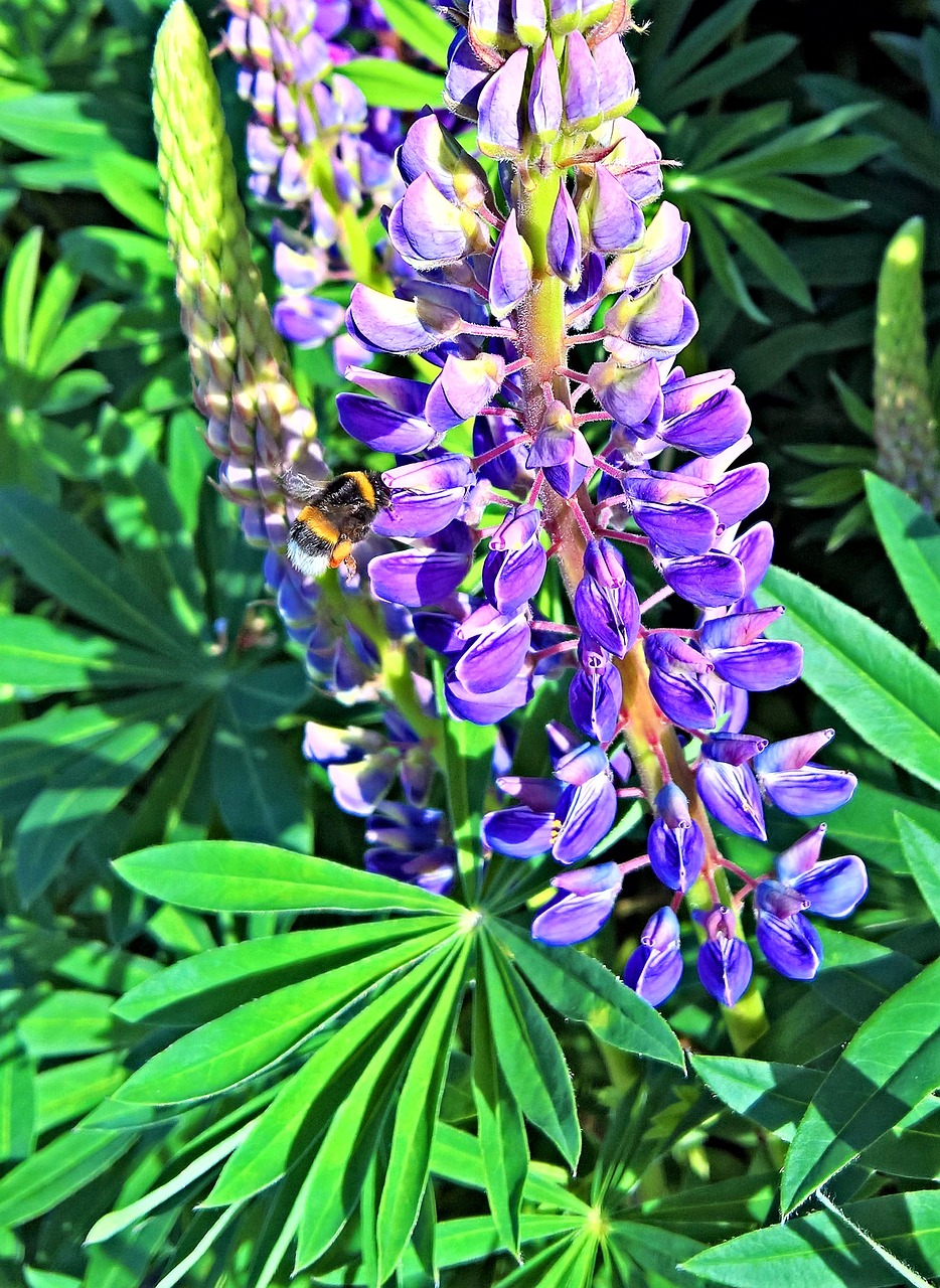 Image - lupins plant flower blossom bloom