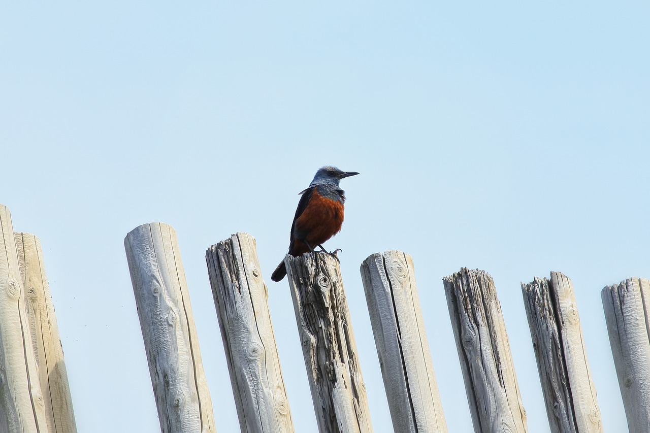 Image - animal sky beach little bird