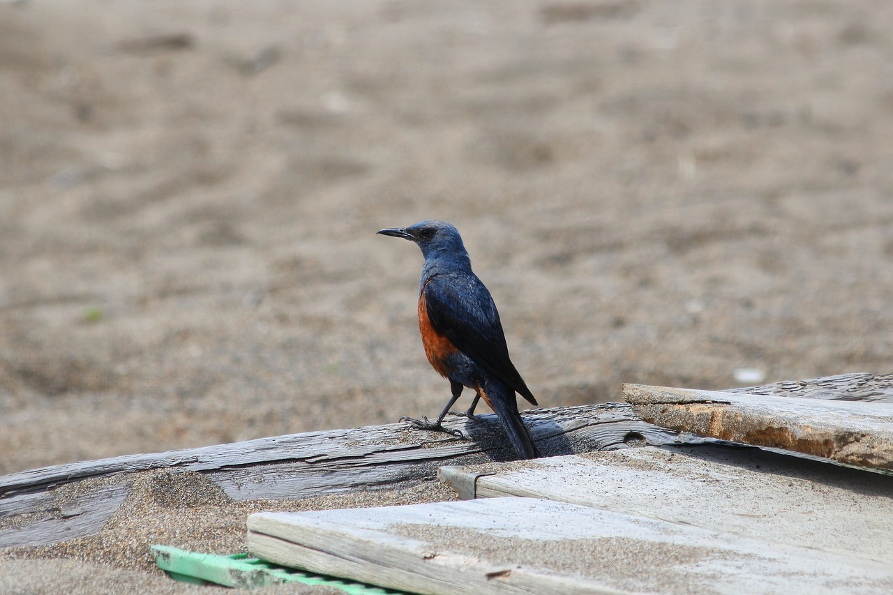 Image - animal beach little bird