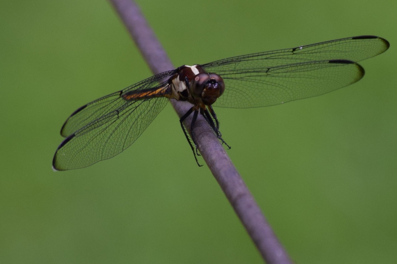 Image - dragon fly insect flying insect