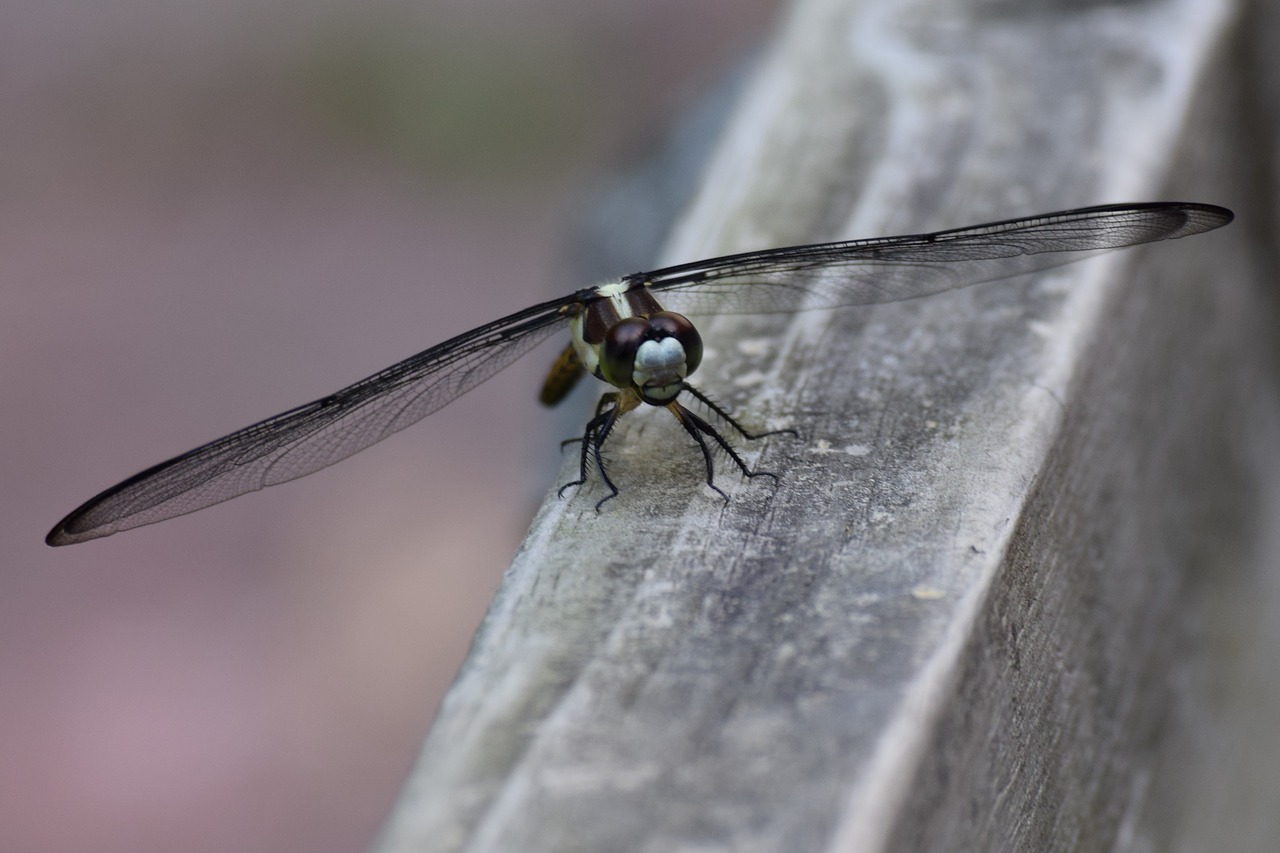 Image - dragon fly insect flying insect
