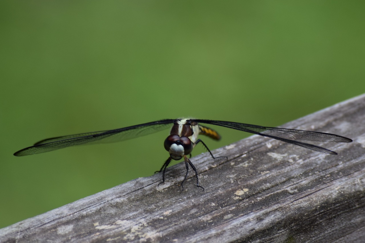 Image - dragon fly insect flying insect