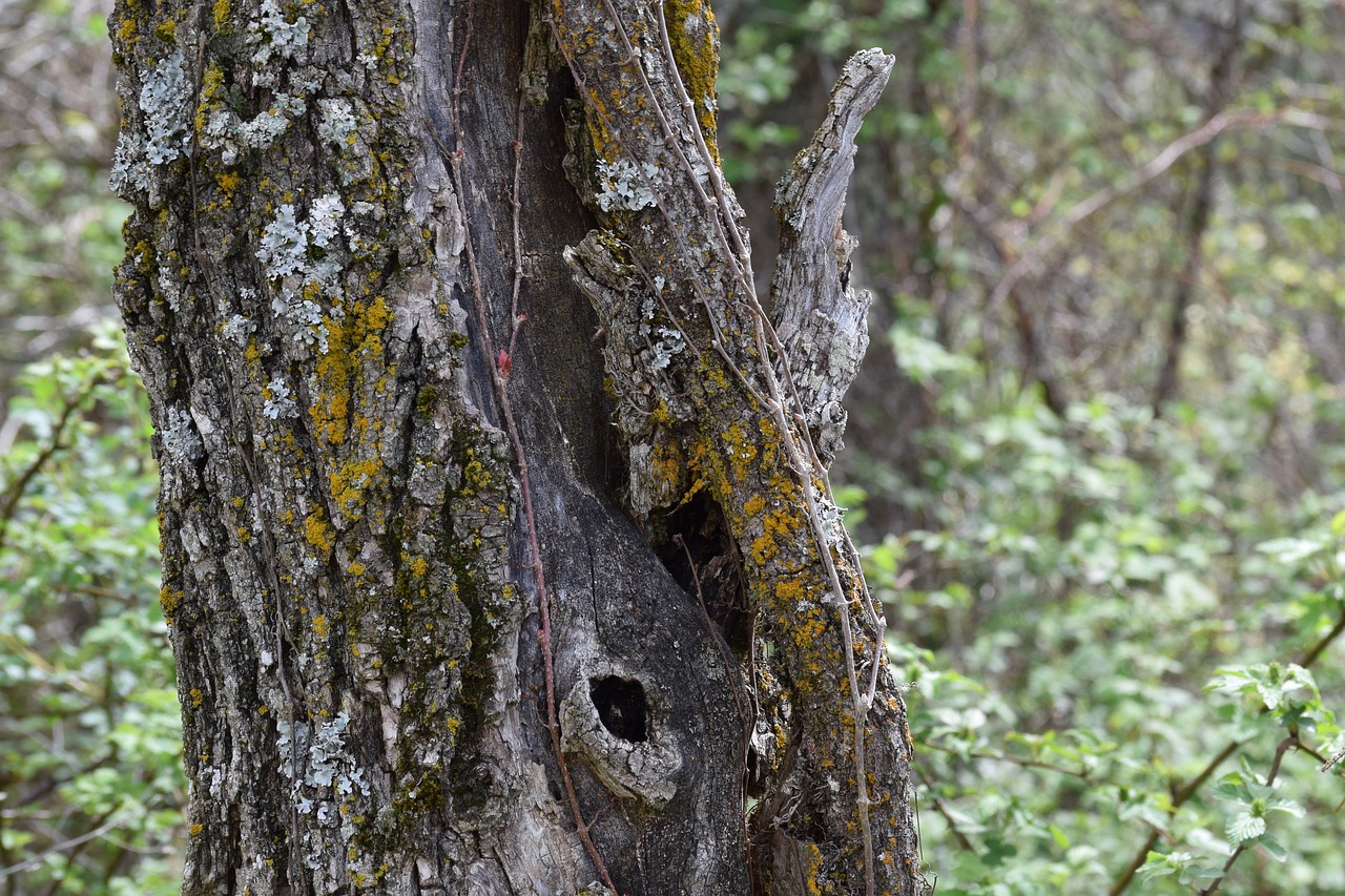 Image - tree age knot bark old nature