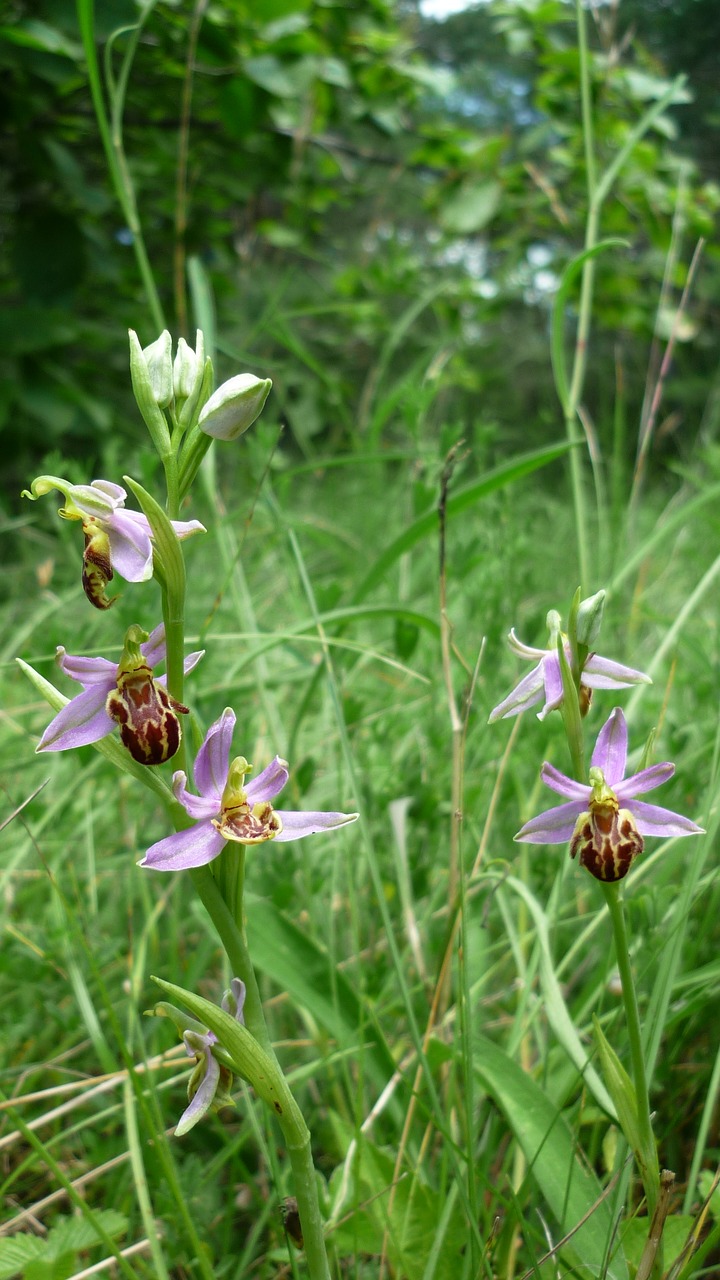 Image - bee orchid next variety friburgensis