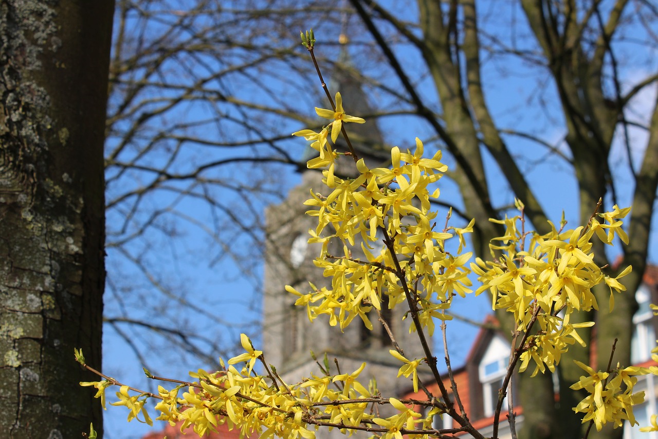 Image - spring forsythia tree yellow plant