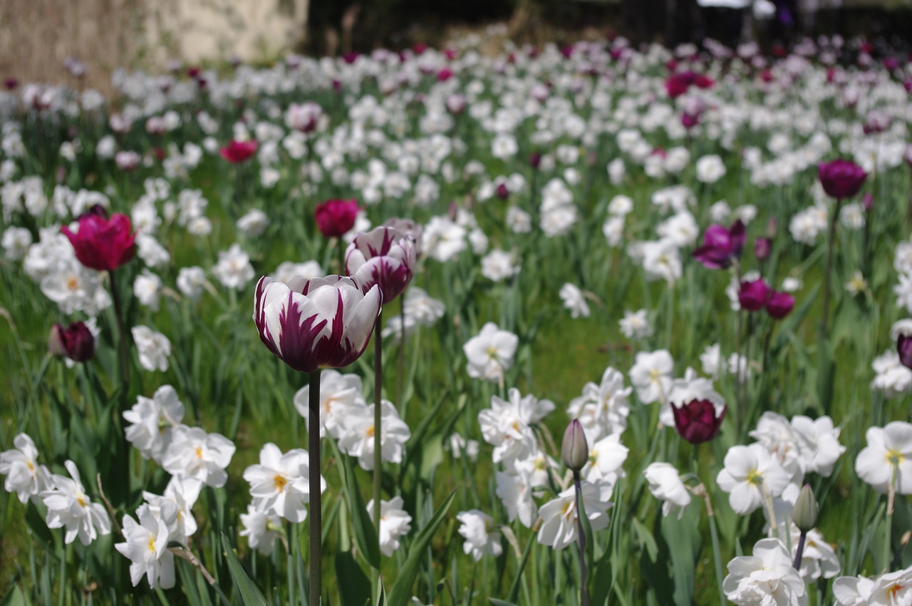 Image - tulips tulip sea tulip field
