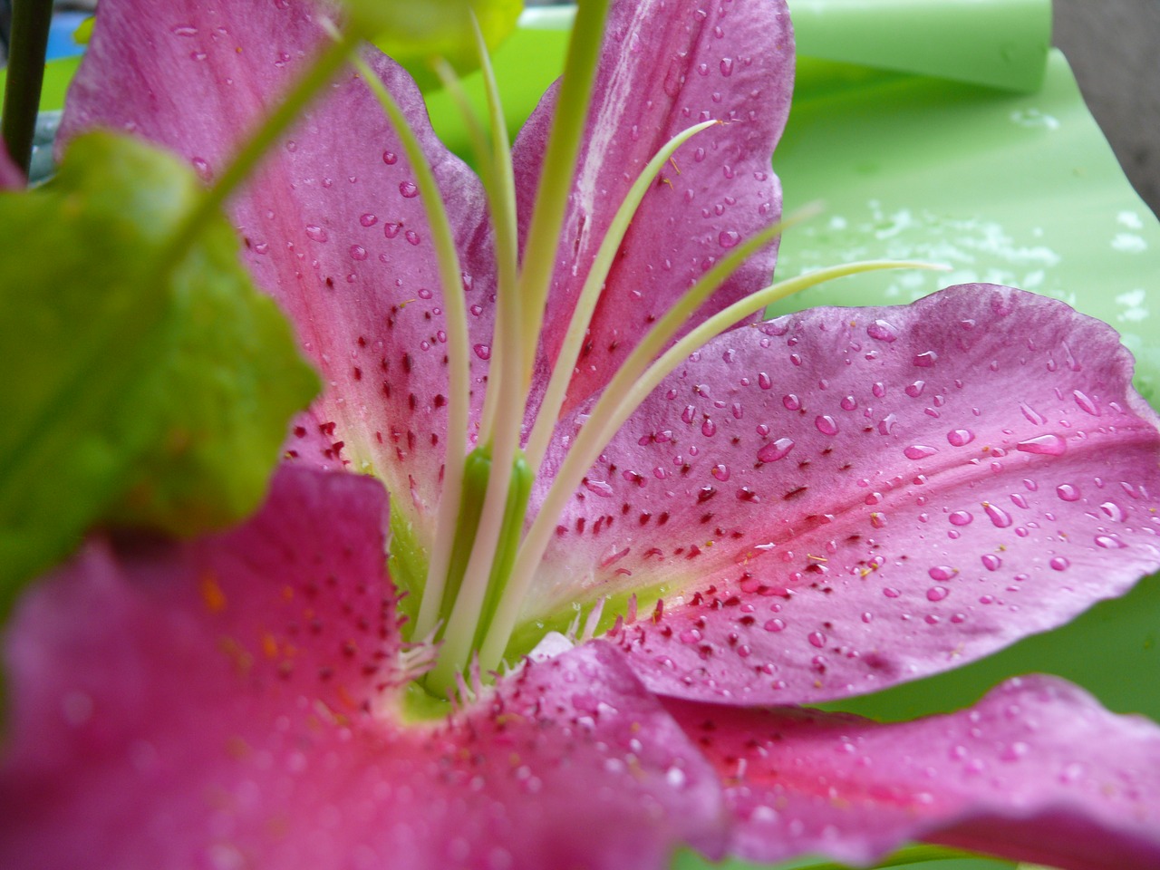 Image - flower rose lilium natural