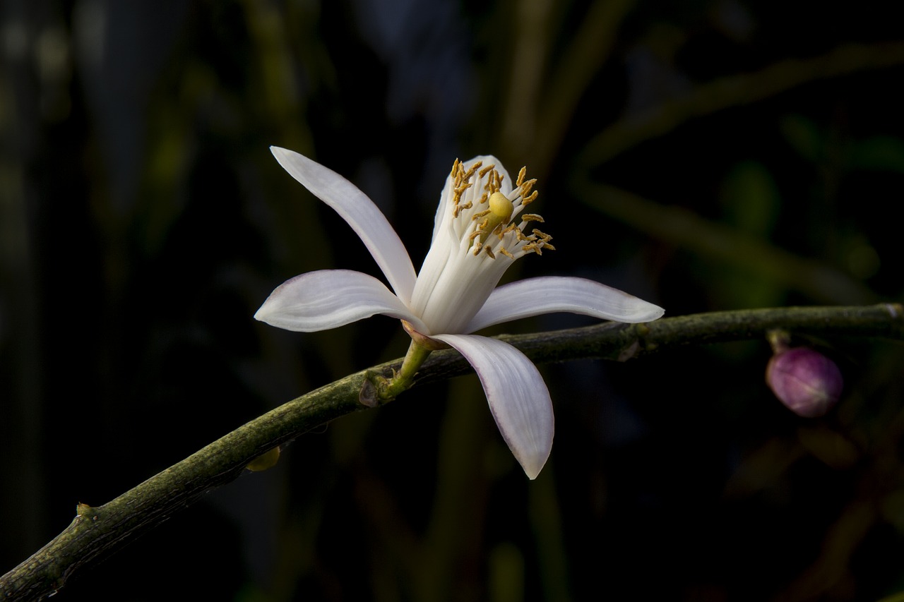 Image - lemon blossom lemon limone blossom