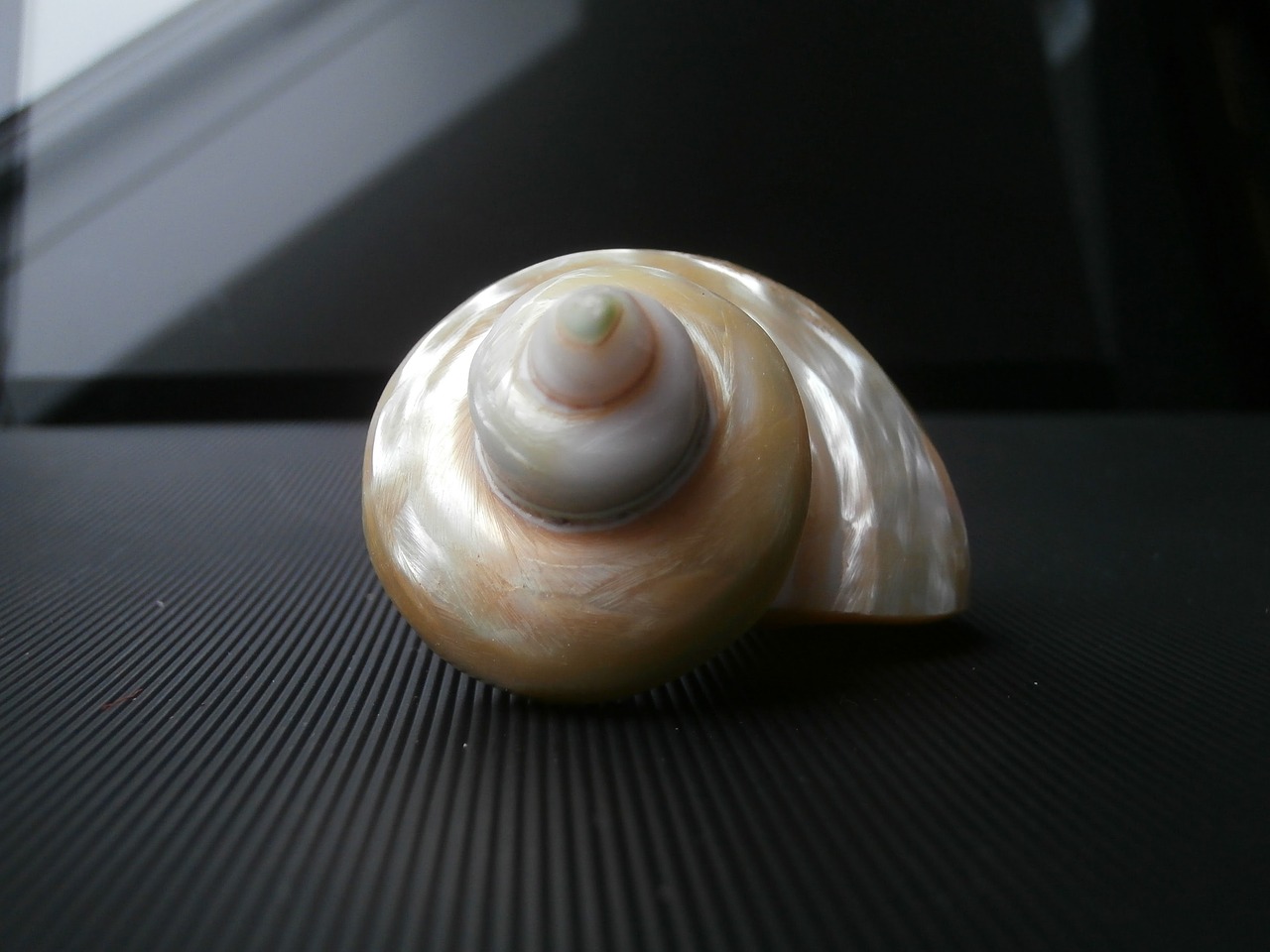 Image - shell mother of pearl macro