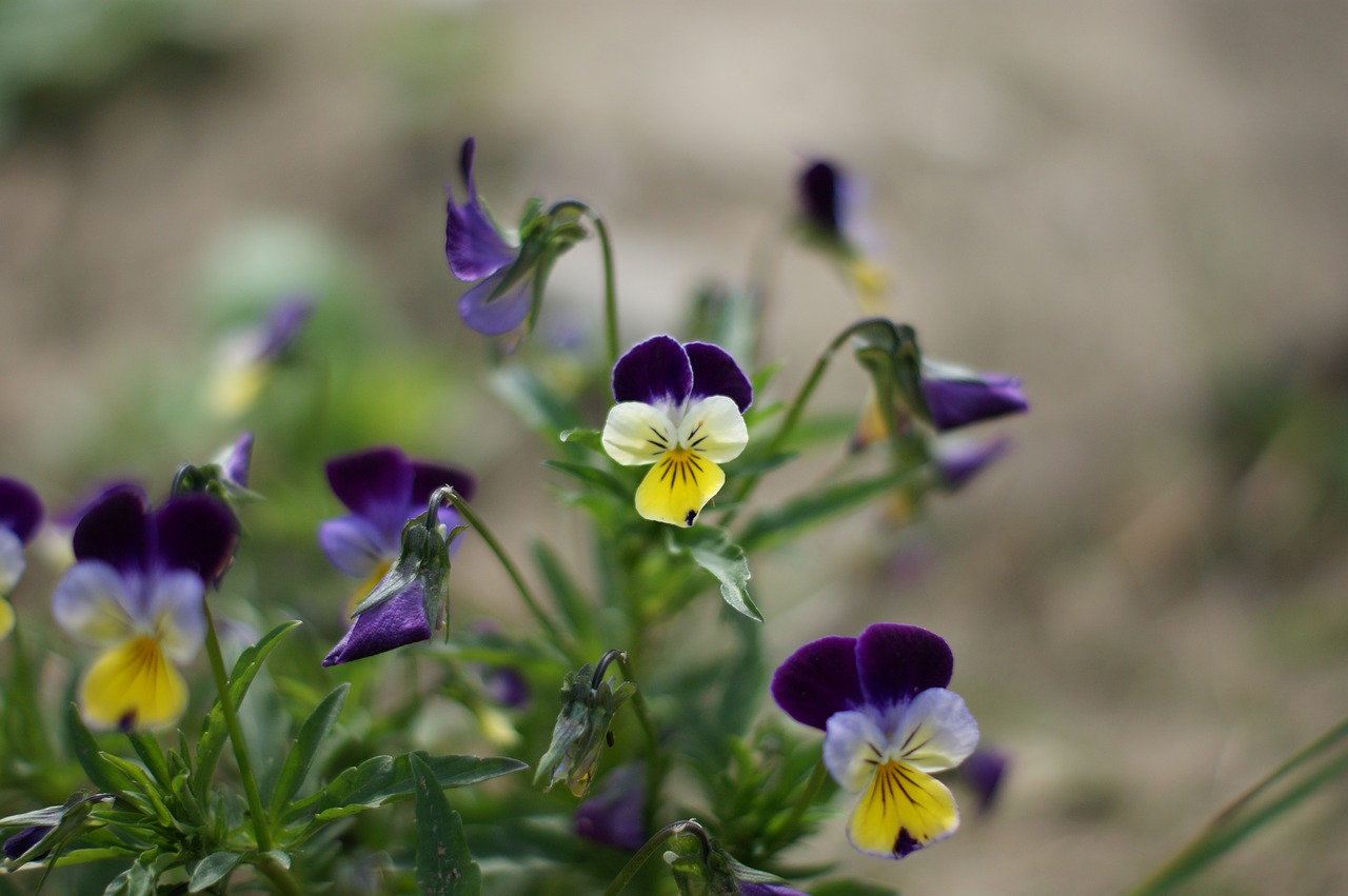 Image - pansy flower garden summer spring