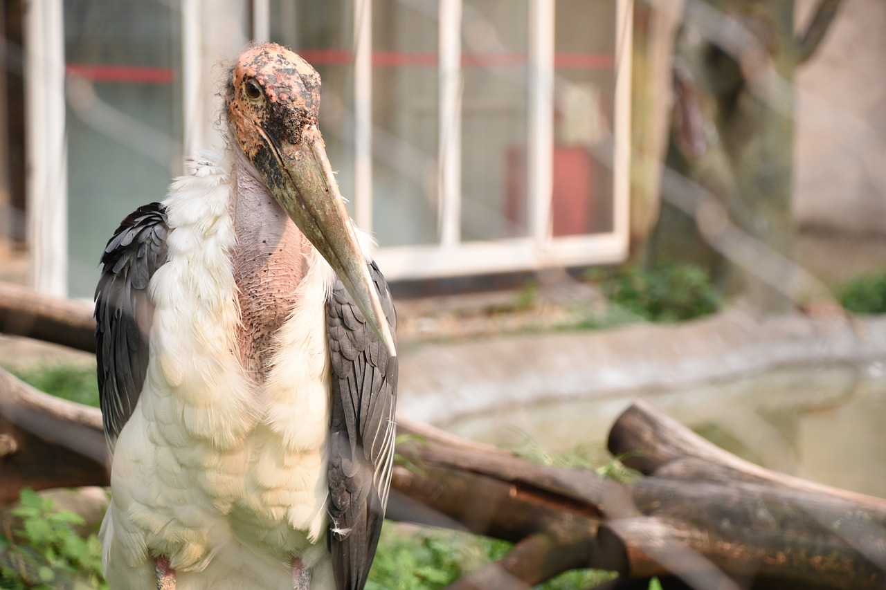 Image - zoo bird summer