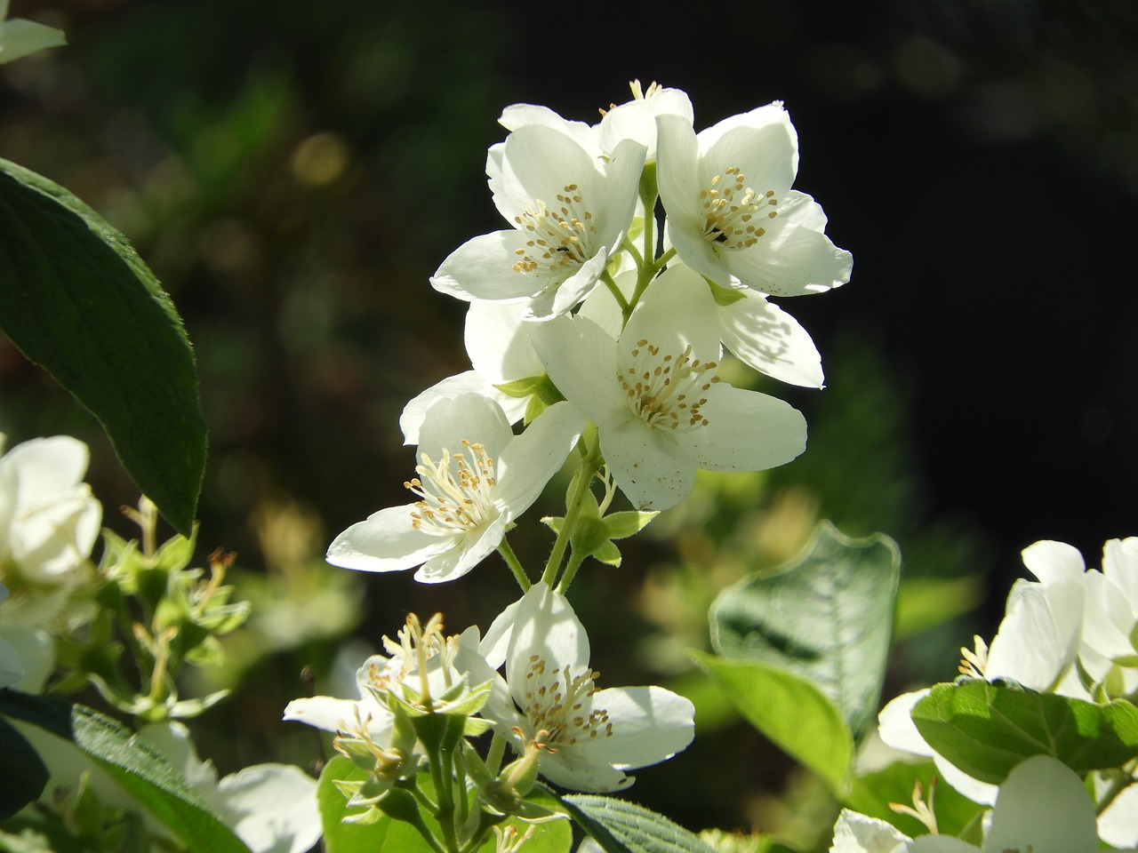 Image - jasmin summer white bloom plant